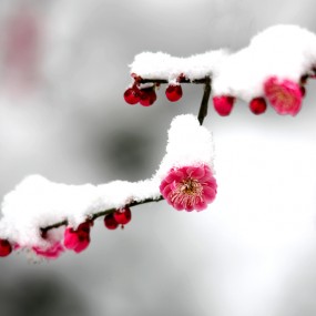 雪中的红梅