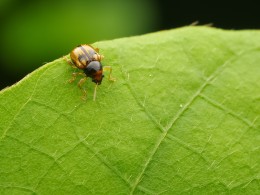 拍一拍微距的小虫儿