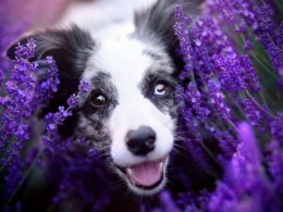 Alicja Zmyslowska 宠物摄影