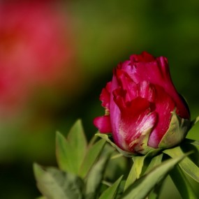 我美丽地凝望着你