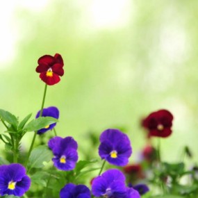 【智齿】小试D700`几张图片分享