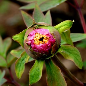 花心愁欲断，春色岂知心