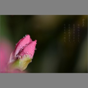 杜鹃也报春消息 先放东风一树花