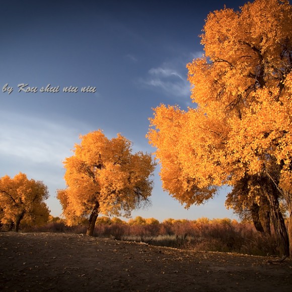 《2012我的西行漫记5--额济纳凄美胡杨林》