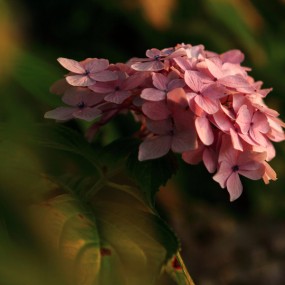 绣球花-航海王基德