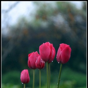 花开季之郁金香