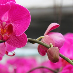 一组蝴蝶兰及其他花草