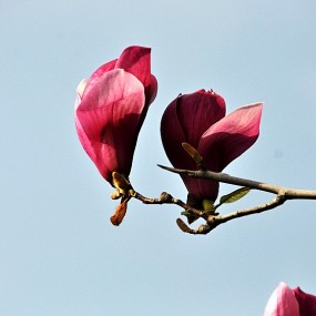 清凉山上玉兰花（学拍）