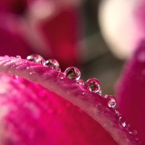 看看这些作品，你相信这是手机拍的微距吗？