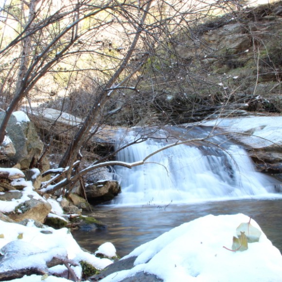 不见杨柳春，徒见桂枝白。