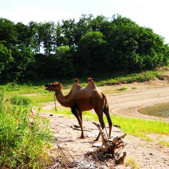 吉林蛟河松花湖,金蟾岛,石林壁,老虎洞一日游
