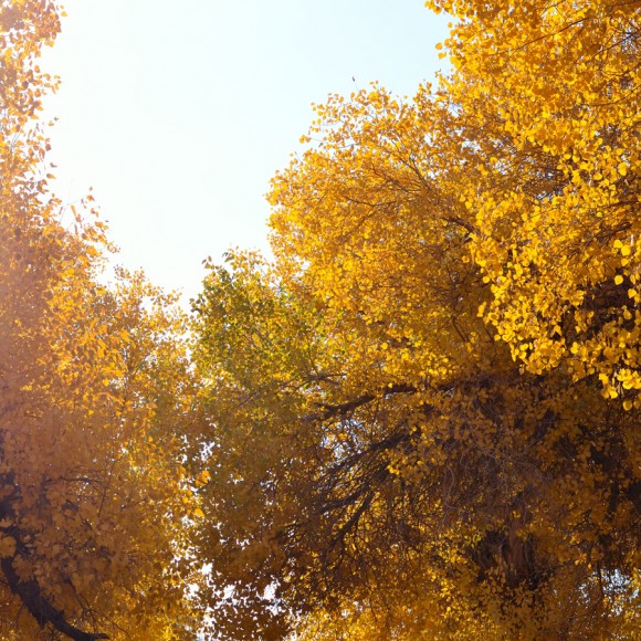 2012.10.河西行之额济纳（一）