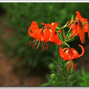 山丹丹开花红艳艳