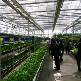 沣东农博园——参观温棚蔬菜