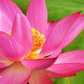 灞桥湿地公园看荷花