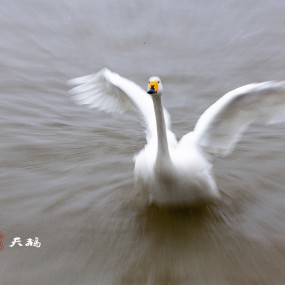 4慢门拉风旋转拍天鹅