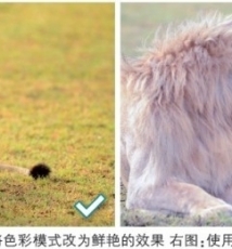 2招拍摄草原狮王