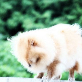 喜鹊和狗狗的战争