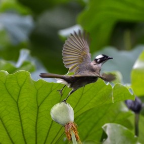 荷花与小鸟（二）
