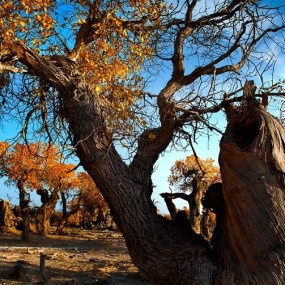 新疆的胡杨林