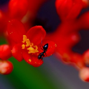 珊瑚油桐上的蚂蚁