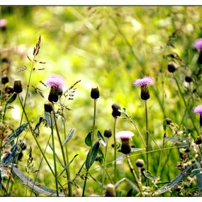 《习拍》静观蒲公英，藤间嗽叭花