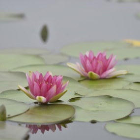 浐灞那边的小荷花