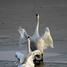 白天鹅（平陆三湾）