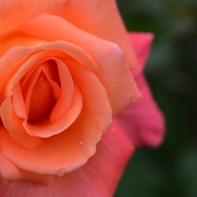 花中皇后 月季花二