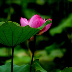 莲湖公园荷花开