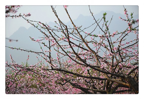 万亩桃花惹人爱
