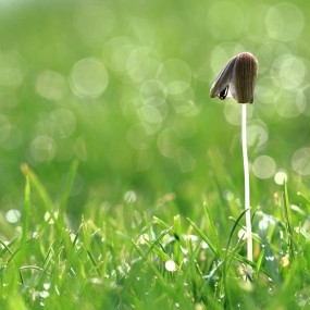 宝盖遥当空 云湿滴乳液