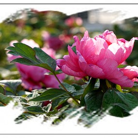 【习 拍】 国 色 天 香 惹 人 爱