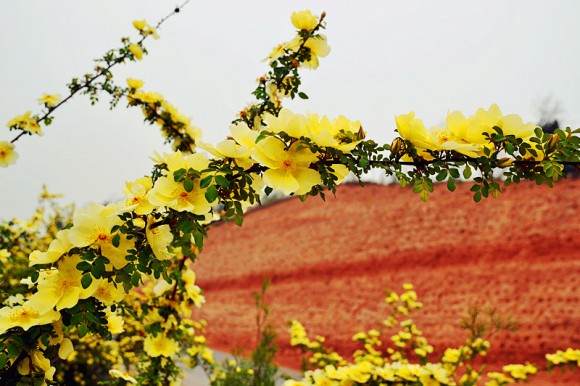 洪庆山上的野刺玫