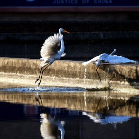 优美大气的双鹭舞