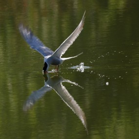 湿地公园的燕尾鸥--3