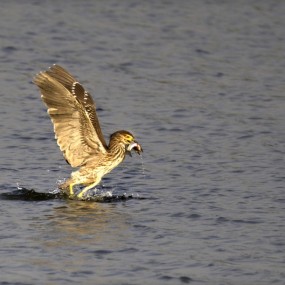 池鹭捕鱼(原创)