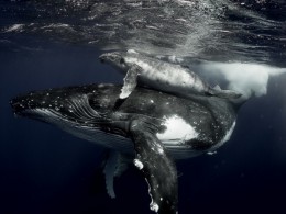 Michaela Skovranova ​​​​水下摄影作品