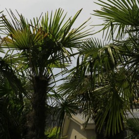 小区里拍花练手