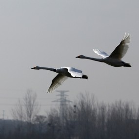 天鹅之美—三门峡拍天鹅