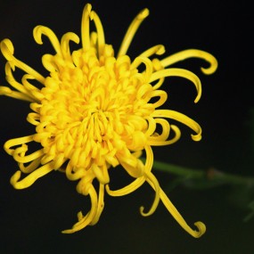 信手拈来无意句，天生韵味入千家—菊韵