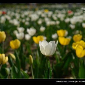 郁金花开百枝香：2012来了！！