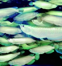 巧设相机拍好观赏鱼