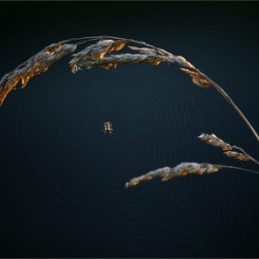 不愧是金奖作品，实在是太美