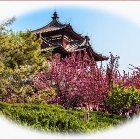 赏樱青龙寺（一）