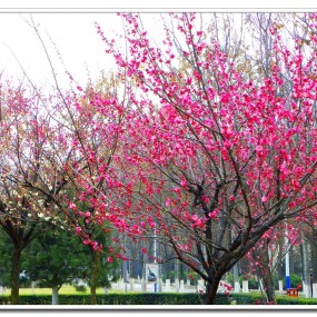 红梅花开（三）