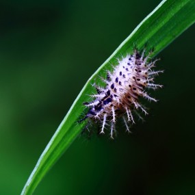 虫虫的故事-麻烦谁知道这是什么虫子