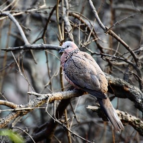 兴庆公园各种鸟