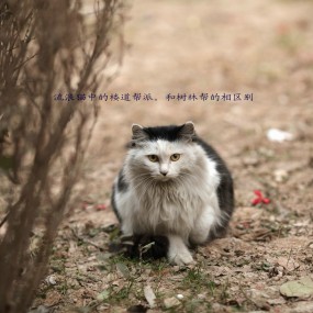 我把小区的猫分为了两类，今天拍了拍