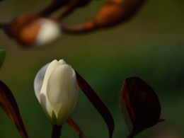 广东玉兰[含笑]